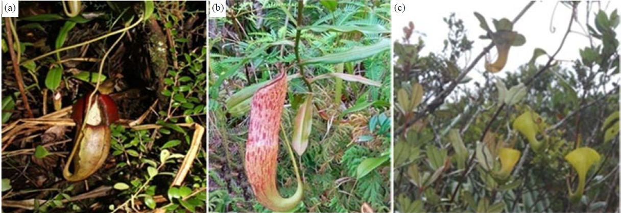 Image for - Diversity of Insects Trapped in Nepenthes at Gunung Kunyit Forest, Jambi Province, Indonesia