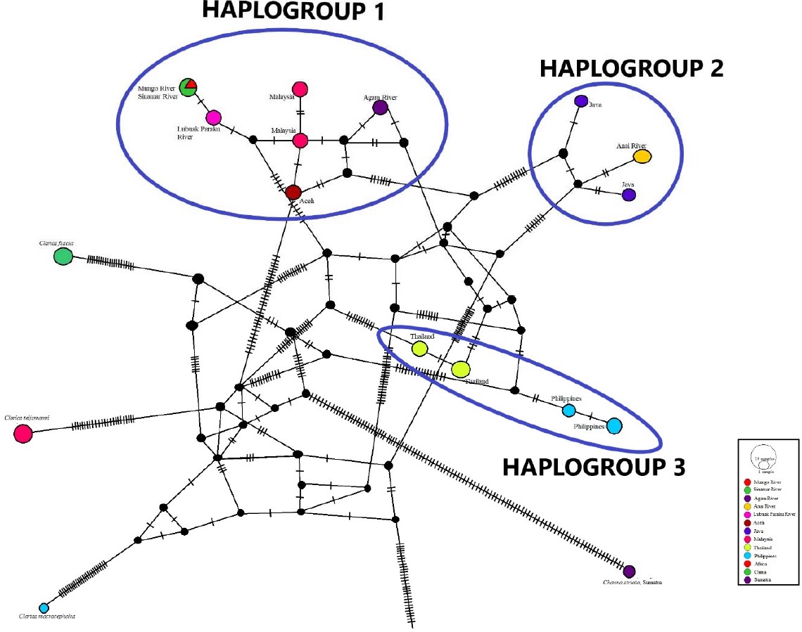 Image for - Haplotype Network and Molecular Evolution of Clarias batrachus in Sumatera Based COI Gene
