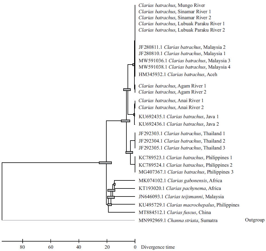 Image for - Haplotype Network and Molecular Evolution of Clarias batrachus in Sumatera Based COI Gene
