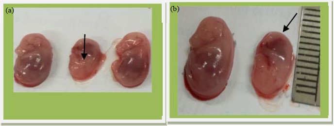Image for - Toxicity of Patiwala Leaf Extract (Lantana camara Linn.) as Antifertility Against Pregnancy in Rat (Mus musculus L.) Preimplantation Stage