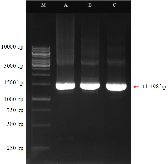 Image for - Biofilm-Forming Heavy Metal Resistance Bacteria From Bungus Ocean Fisheries Port (PPS) West Sumatra as a Waters Bioremediation Agent