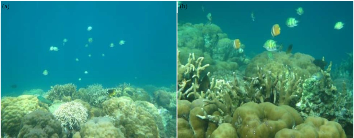 Assessment of Life Form and Adaptive Capacity of Coral Reef Ecosystem ...