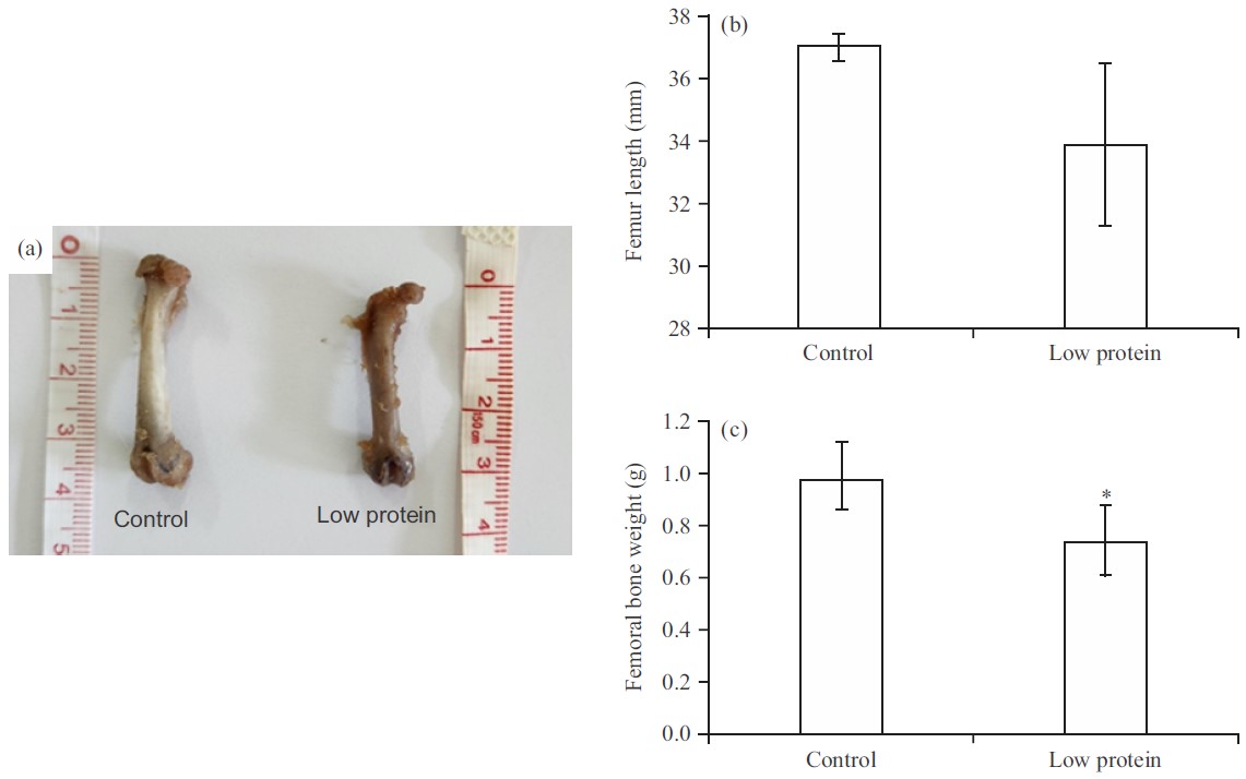 Image for - Effect of Low Protein Diet on Bone Structure of Young Wistar Mice