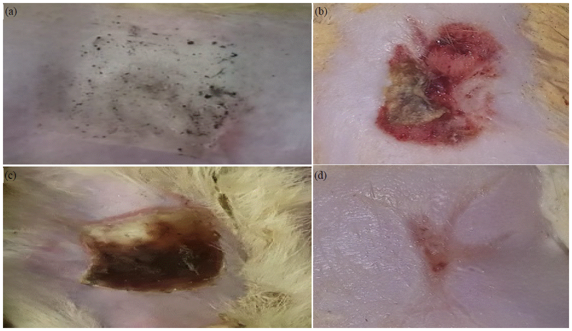 Image for - Effectiveness of Gel from Andaliman Fruit (Zanthoxylum acanthopodium DC.) Extract on Wound Inflammation