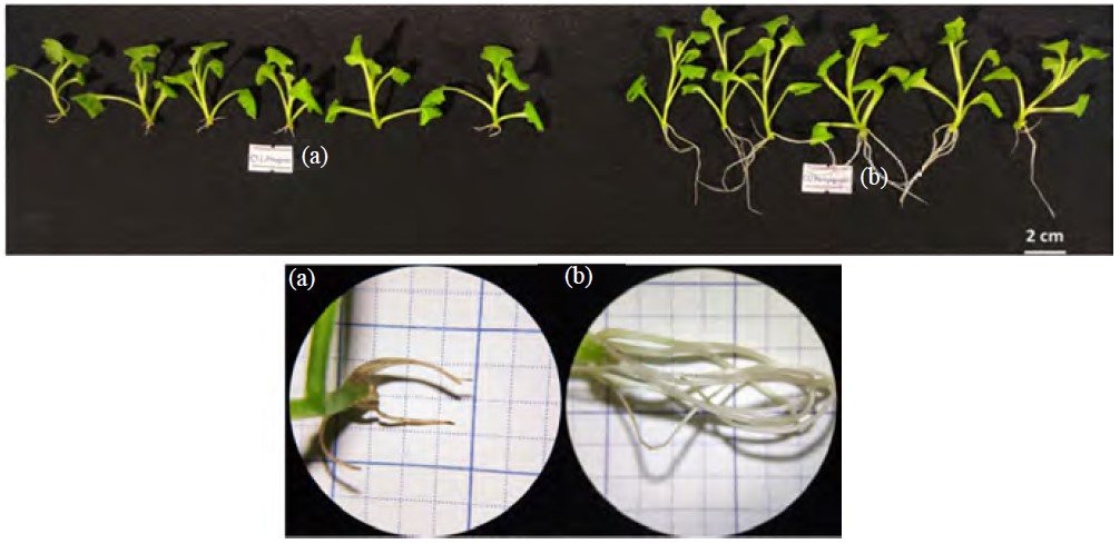 Comparative Growth of Red Chrysanthemum Plantlets in Micropropagation ...