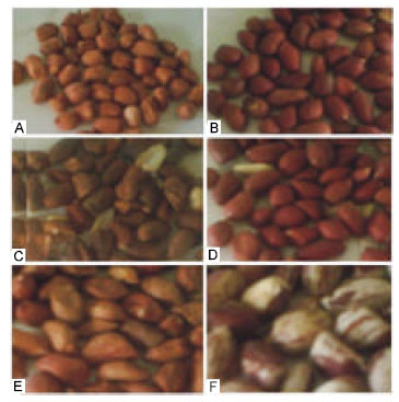 Image for - Chemical Analyses of Groundnut (Arachis hypogaea) Oil