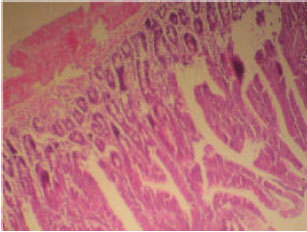 Image for - Some Biochemical, Haematological and Histological Responses to a Long Term Consumption of Telfairia occidentalis-Supplemented Diet in Rats