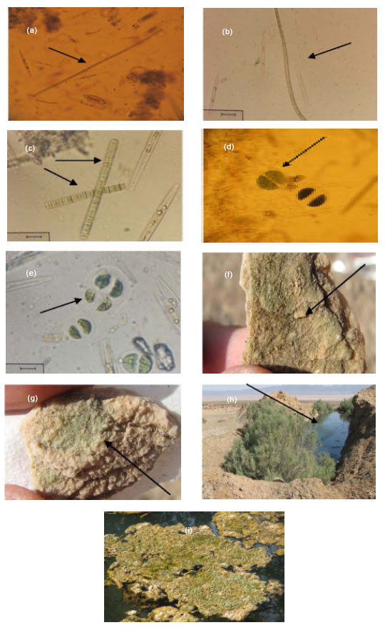 Image for - Cyanobacteria in Biological Soil Crust of Chadormalu Area, Bafq Region in Central Iran