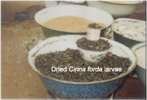 Image for - Marketability and Nutritional Qualities of Some Edible Forest Insects in Benue State, Nigeria