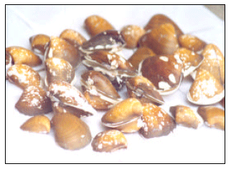 Image for - Analysis of Egeria radiata and Thais coronata Shells as Alternative Source of Calcium for Food Industry in Nigeria