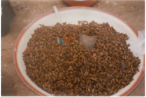 Image for - Marketability and Nutritional Qualities of Some Edible Forest Insects in Benue State, Nigeria