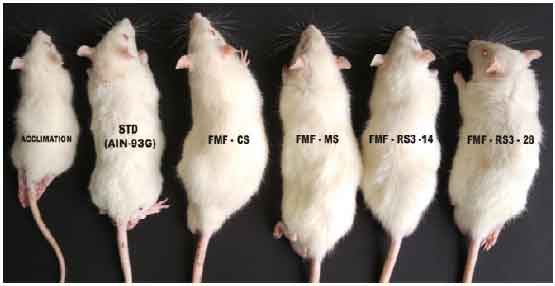 Image for - Physiological Effects of Mung Bean Starch RS-3 on the Obesity Index and Adipose Cell Profile of Sprague-Dawley Rats