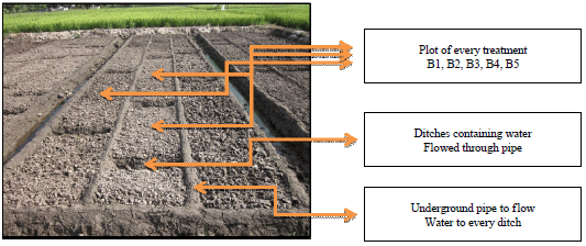 Image for - Effects of Ditch Distance in Rice Fields on the Growth and Production of Rice (Oryza sativa L.)