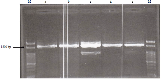 Image for - Isolation and Identification of Indigenous Lactic Acid Bacteria by Sequencing the 16S rRNA from Dangke, A Traditional Cheese from Enrekang, South Sulawesi