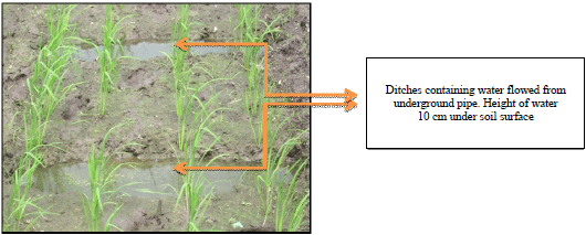 Image for - Effects of Ditch Distance in Rice Fields on the Growth and Production of Rice (Oryza sativa L.)