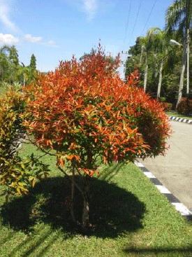 Image for - Antioxidant Activity of Syzygium oleana