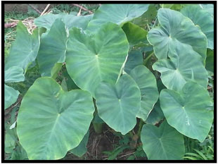 Image for - Nutritional Profile, Proximate Composition and Health Benefits of Colocasia esculenta Leaves: An Underutilized Leafy Vegetable in Nigeria
