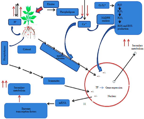 Image for - Enhancing Secondary Metabolites (Emphasis on Phenolics and Antioxidants) in Plants through Elicitation and Metabolomics