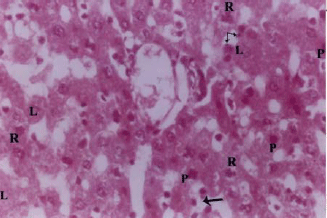 Image for - Structural Changes in Adult Rat Liver Following Cadmium Treatment