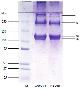 Image for - Characterization of the Acid- and Pepsin-Soluble Collagens from Haruan (Channa striatus) Scales