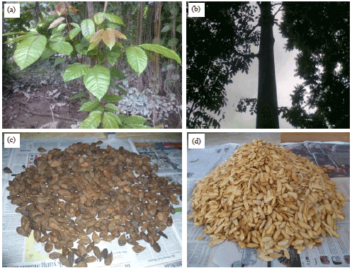 Image for - Physicochemical Properties of Modified Palado Seed Flour (Aglaia sp.) from Pregelatinization, Cross-Linking and Acetylation
