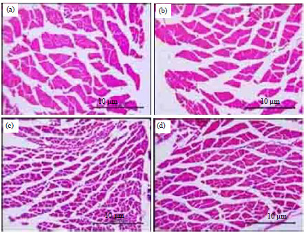 Image for - The Effect of an Ethanol Extract of Purple sweet potato (Ipomoea batatas L.) on Exercise-Induced Oxidative Stress in Mice (Mus musculus)