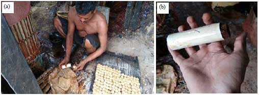 Image for - Mangampo: A Traditional Method from West Sumatra to Extract Gambir from Uncaria gambir