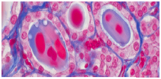 Image for - The Effect of the Aqueous Extract of Origanum vulgare on the Postnatal Development of the Rat Prostate