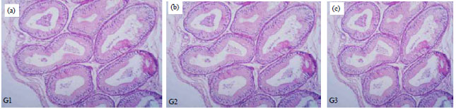 Image for - Semen Quality, Fertility and Testicular Histology of Rabbit Bucks Orally Administrated with Ethanolic Grape Seed Extract
