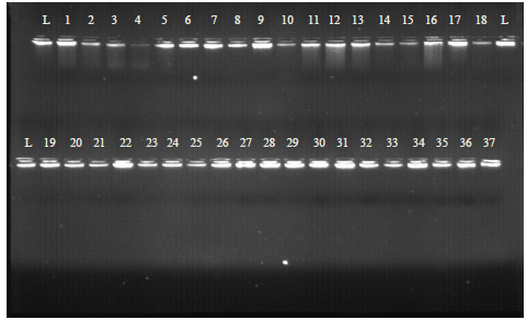 Image for - Molecular Investigation of Potential Lactic Acid Bacteria Starter Culture Organisms/Probiotics in the Kenyan Spontaneously Fermented Milk, amabere amaruranu