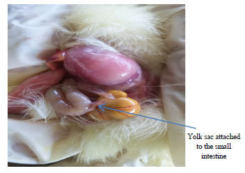 Image for - Effect of Early Post-Hatch Feeding on Yolk Sac Disappearance, Feed Intake and Weight of Newly Hatched Mule Ducklings in a Tropical Environment