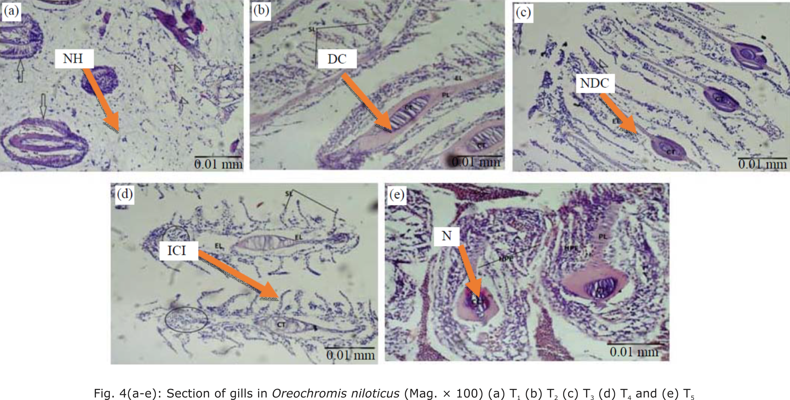 Fig. 4(a-e): Section of gills in <a href='https://ascidatabase.com/result.php?searchin=Keywords&cat=&ascicat=ALL&Submit=Search&keyword=Oreochromis+niloticus' target=_blank title='Find more articles at https://ascidatabase.com/result.php?searchin=Keywords&cat=&ascicat=ALL&Submit=Search&keyword=Oreochromis+niloticus (Oreochromis niloticus)'><strong>Oreochromis niloticus</strong></a> (Mag. �100) (a) T1, (b) T2, (c) T3, (d) T4 and (e) T5