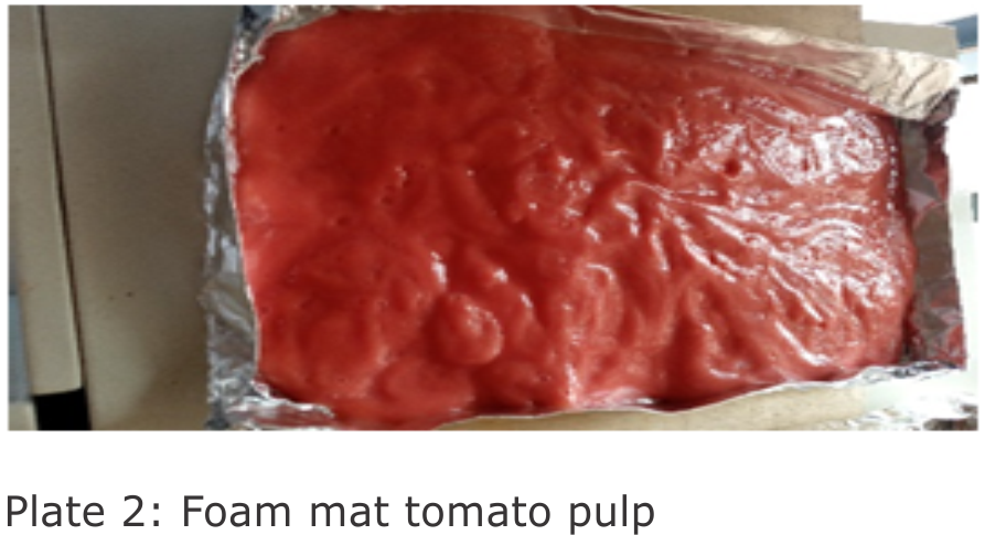 plate 2: Foam mat tomato pulp