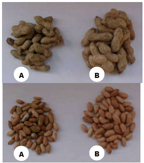Image for - Use of Antioxidant Hydroquinone in the Control of Seed-borne Fungi of Peanut with Special Reference to the Production of Good Quality Seed