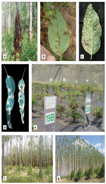 Image for - Forest Pathology: The Threat of Disease to Plantation Forests in Indonesia