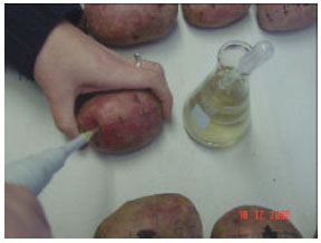 Image for - Efficacy of OxiDate™ for Control 
  of Early Blight (Alternaria solani) in Potato Storages