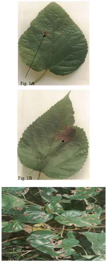 Image for - Leaf Spot in Mulberry Plant (Morus alba) in the Lowland HumidTropics of Southwestern Nigeria