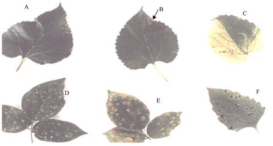 Image for - The Occurrence of Leaf Rust Disease of Mulberry Plant (Morus alba) inLowland Humid Forest of Southwestern Nigeria