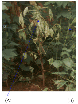 Image for - Vascular Wilt of Roselle (Hibiscus sabdariffa L. var. sabdariffa)in the Humid Forest Region of South-western Nigeria