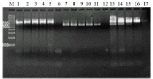 Image for - Development of a Multiplex PCR Assay for Concurrent Detection of Clavibactermichiganensis ssp. michiganensis and Xanthomonas axonopodispv. vesicatoria