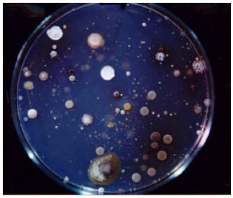 Image for - Antifungal Characterization of Actinomycetes Isolated from Kerman, Iran and Their Future Prospects in Biological Control Strategies in Greenhouse and Field Conditions