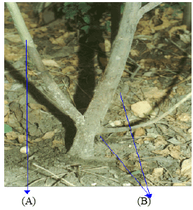 Image for - Vascular Wilt of Roselle (Hibiscus sabdariffa L. var. sabdariffa)in the Humid Forest Region of South-western Nigeria