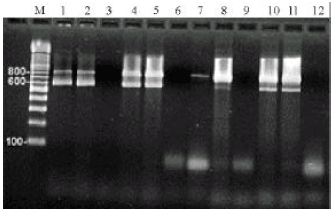 Image for - Development of a Multiplex PCR Assay for Concurrent Detection of Clavibactermichiganensis ssp. michiganensis and Xanthomonas axonopodispv. vesicatoria