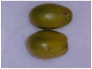 Image for - First Report of Fruit Infections of Clavibacter michiganensissubsp. michiganensis, on Processing Tomato in Turkey