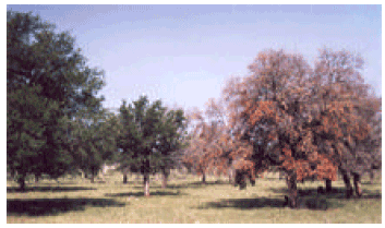 Image for - Recent Advances in the Control of Oak Wilt in the United States