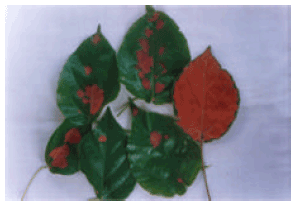 Image for - Studies on Coloured Leaf Spot Disease of Alchornea cordifolia Causedby Taphrina deformans