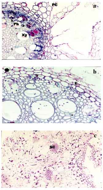 Image for - An Hypoaggressive Fusarium oxysporum Isolate Induces PolyphenoloxidaseActivity in the Date Palm Seedlings Allowing their Protection Against the BayoudDisease