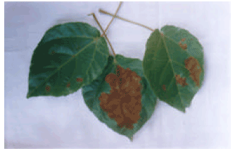 Image for - Studies on Coloured Leaf Spot Disease of Alchornea cordifolia Causedby Taphrina deformans
