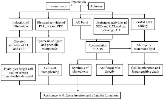 Image for - Resistance Mechanisms to Aspergillus flavus Infection and Aflatoxin Contamination in Peanut (Arachis hypogaea)