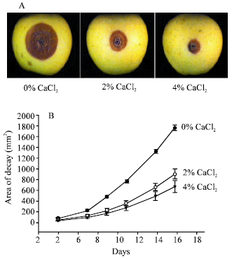 Image for - The Effect of Calcium on the Expression of Polygalacturonase Activity by Colletotrichum acutatum in Apple Fruit